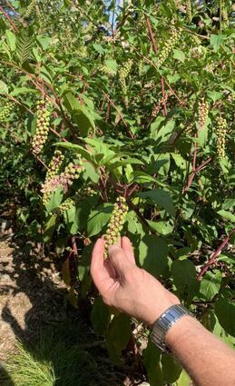Die Pflanze ist sehr toxisch, die Beeren dürfen nicht verzehrt werden.