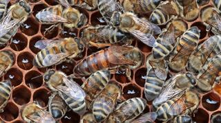 Es wuselt auf der Wabe. Inmitten der vielen Bienen ist an der braunen Färbung und ihrer Größe die Königin zu erkennen.