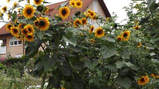 Prächtige Sonnenblumen gedeihen bei Familie Knaier.
