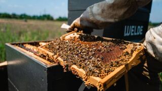 Die Bierbienchen in Aktion: Reichlich frischen Honig produzieren die fleißigen Tiere, auch wenn der Ertrag diese Saison wetterbedingt etwas mau ausfällt.