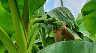 Die Blüte der Bananenstaude zeigt sich bei Familie Ludmann schon nach vier Jahren : Es gibt hierbei allerdings zwei Wermutstropfen – die Bananen kann man nicht essen und mit dem Blühen läutet die rund vier Meter hohe Staude ihr Ende ein.