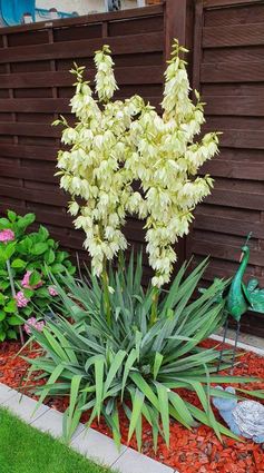 Herrlich, diese Palmenblüte im Garten von Petra und Johann Ludmann.