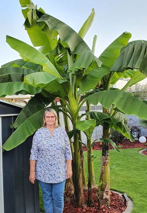 Petra Ludmann beim Urlaub in Costa Rica – mitnichten, das Bild ist im Ludmannschen Garten aufgenommen, wo Petra Ludmann die Bananenpflanze kultiviert.