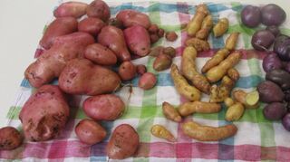 Sie heißen „Désirée“ „Rosa Tannenzapfen“ oder „Blaue Anneliese“: Reiche Kartoffelernte mit ganz verschiedenen Sorten hat der katholische Kindergarten St. Pius aus Kandel eingefahren.