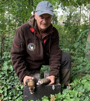 Der Plankstadter Falkner Uwe Beisel mit zwei ungewöhnlichen Jagdassistenten – Frettchen. Sie sollen Kaninchen aus dem Bau locken.