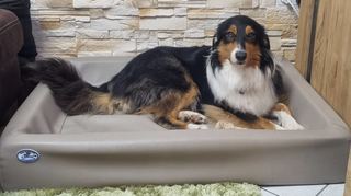 „Chap“ in seinem Körbchen neben dem Sofa im Wohnzimmer. Nur auf Zuruf verlässt er diesen Platz.