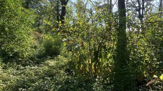 Die Kermesbeere wächst nun nicht mehr ausschließlich im Wald, sondern auch in den hiesigen Gärten.