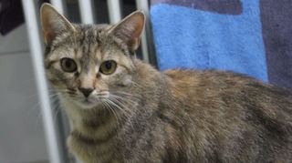 Auch diese Katze kommt im Moment beim Tierschutzverein unter.