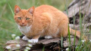 Eine Katze im Freien - im Walldorfer Süden ist das im Moment nicht erlaubt (Symbolbild).