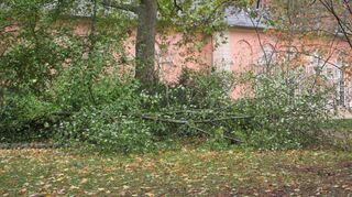 Die Äste waren zu schwer und sind unter der Last des Laubes abgebrochen (Schlossgarten Schwetzingen).