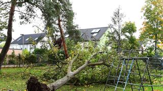 Im Vogelpark wurde von dem Sturm ein Baum entwurzelt, der bei seinem Sturz glück-licherweise so fiel, dass keines der Spielgeräte durch ihn beschädigt wurde.