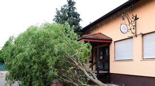 Eine vor der Gaststätte des Vogelparks stehende Weide wurde von dem Sturmtief ein-fach umgepustet.