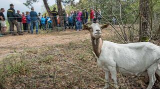 Viele Besucher vermissen sie: Die Ziegen und Schafe sind aktuell in Sandhausen. Dort bleiben sie ein paar Wochen.