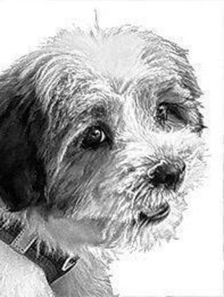 Marley, Hund von Caroline Scholl, Kommentarbild