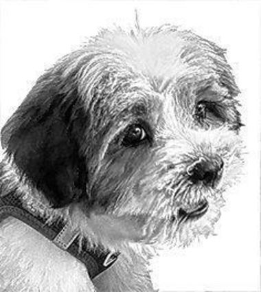 Marley, Hund von Caroline Scholl, Kommentarbild