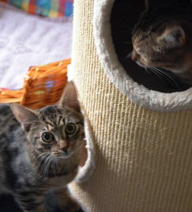 Söhnchen Robin (etwa sechs Monate) und Mama Jule (zwei Jahre) warten auf ein neues gemeinsames Zuhause.