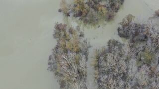 Die Bäume der Rheinauen stehen bei den Hochwassern 2021 gleich zweimal komplett im Wasser.