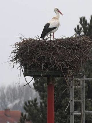 Bald müsste er wieder auf seinem Nest sitzen, der Storch im Vogelpark, der jedes Jahr früher aus dem Süden zurückkehrt. Anscheinend profitiert er vom Klimawandel, der ihn nicht mehr zur Reise nach Afrika nötigt. Vielleicht macht er es bald wie seine Verwandten in Rheinhausen, die ganzjährig vor Ort sind.