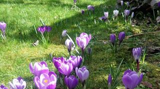 Das Bild stammt aus dem Garten von Ingeborg Bamberg. Blumenzwiebeln verschenken oder Baumscheiben bepflanzen – mit vielen Aktionen will die Liste WfN den Ort schöner und ein Stück weit ökologischer gestalten.