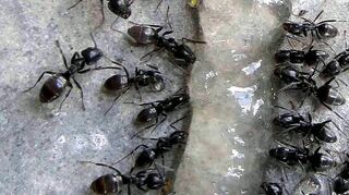 Das probeweise angebrachte Ameisen-Gel zieht zahlreiche Individuen an. In der Enderlegemeinde hat sich die Ameisenart „Tapinoma magnum“ angesiedelt, die normalerweise im Mittelmeerraum anzutreffen ist.