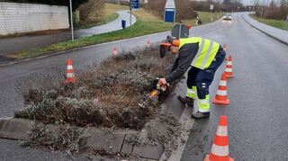 Tim kürzt den Lavendel am Ortseingang mit einer Säge. Dabei trägt er einen Gehörschutz, denn der Motor brummt laut.