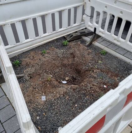 Die Baumanpflanzungen in der Karlsruher Straße sind wieder weg. Sie waren zu mickrig. Jetzt kommen Säulen-Tulpenbäume (Lateinisch: Liriodendron tulipifera „Fastigiatum“) mit einem Stammumfang von 20 bis 25 Zentimetern.