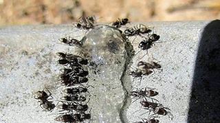Das probeweise ausgebrachte Ameisen-Gel zieht zahlreiche Individuen der Ameisen-art „Tapinoma magnum“ an.