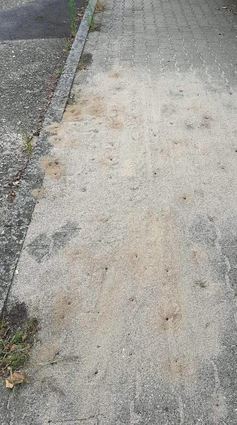 Sandauswurf auf gepflasterten Bürger-steigen weist auf Erdnester hin.