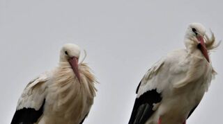 Tief geduckt und mit eingezogenem Hals lässt sich das Pärchen den Wind durch das Gefieder wehen und trotzt den Stürmen.