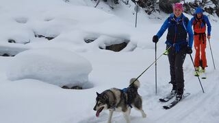 Aufstiegshilfen im Tiroler Lechtal haben vier Pfoten: Mit Husky „Vallu“ geht es bergauf viel besser, stellt Reporterin Katja fest.