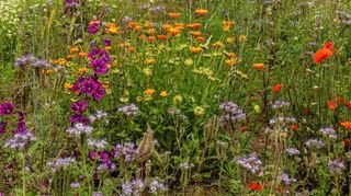 Auf solch einer Blütenwiese finden die Insekten ein reichhaltiges Nahrungsangebot.