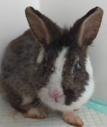 Beim Tierschutzverein sind zwei Haus-kaninchen abgegeben worden.