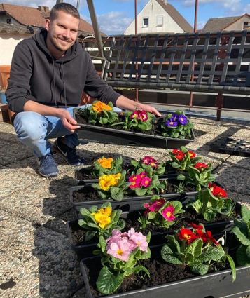 Der Frühling ist da! Julian Friedrich hat Primeln in Balkonkästen gesetzt. Die Frühjahrsblüher sorgen nach dem tristen Winter für die ersten Farbtupfen.