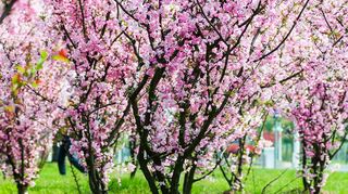 Ein Traum in Rosa: Zierapfelbäume im Frühling.