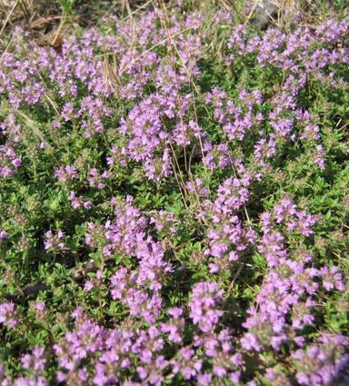 Sandthymian ist auch im Sommer im Hirschackerwald zu finden.