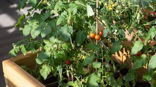 Der Klassiker: Tomaten wachsen gut auf dem Balkon. Sie brauchen Sonne, mögen auch Halbschatten und sind sehr wasserbedürftig.