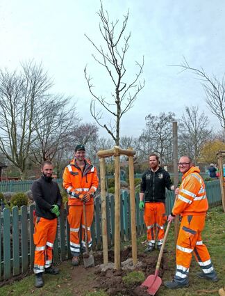 Enrico Höflein (v. l.), Stephan Sulski, Ulrich Hohmann und Heiko Ruder beim Pflanzen eines Judasbaum im Gartenschaupark.
