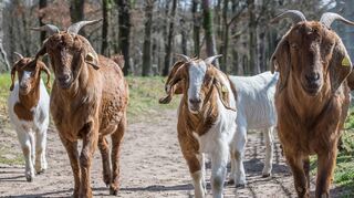 Neugierig, aufmerksam und vor allem sehr fleißig: Die Ziegen, die aktuell auf den Oftersheimer Dünen grasen, behalten Zuschauer und Spaziergänger sehr genau im Auge.