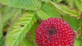 Viele „Exoten“ wachsen in Röders Garten – darunter auch die Erdhimbeere.