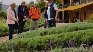 Immer einen Besuch wert: Klaus Schlosser hat dort mehr als 45 Lavendelsorten im Kräutergarten Klostermühle in Edenkoben gepflanzt.