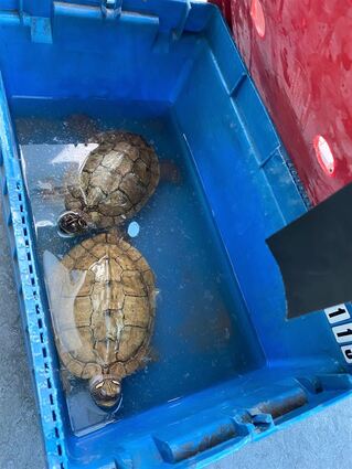 Die Schildkröten wurden in einer Kiste ausgesetzt.