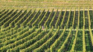 Reben in Reihe: Am Hohentwiel wird auch Wein angebaut. Zwei Weingüter haben dort Lagen.
