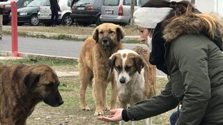 Fellhelden-Gründerin Yasemin Seifert kümmert sich mit den Vereinsmitgliedern in Bulgarien um Straßenhunde und versucht sie nach Deutschland zu vermitteln – auch hier haben die engagierten Tierfreunde große Ziele.