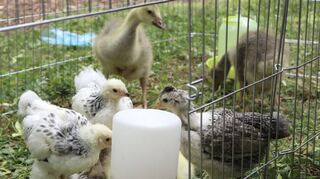 Auch für die Bespaßung der Kinder ist gesorgt: Die kleinen Gänse- und Hühnerküken verkörpern eine Attraktion.