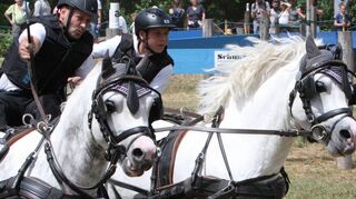 Die Schimmelponys „Leybuchts Picasso“ und „Leybuchts Lancelot“ ziehen Matthias Heberele und Sohn Max Andrew beim Fahrturnier des Reitervereins im Gelände- und Kegelfahren auf Rang vier.