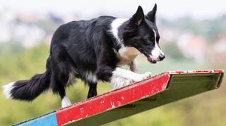 Die Lussheimer Hundefreunde laden zu ihrem „Tag des Hundes“ ein und präsentieren dabei das Können ihrer Tiere.