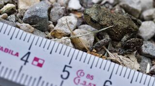 Winzig und bestens getarnt sind die kleinen Erdkröten im Schlossgarten.
