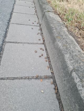 Der Bordstein zur rettenden Wiese ist zu hoch: Die Erdkrötenbabys kommen nicht alleine weiter...