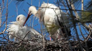 Drei der vier Plankstadter Storchenpaare finden im vergangenen Jahr nach ihrer Rückkehr aus dem Süden wieder zurück auf das Gelände des Vogelparks. Auch darum fällt der Jahresbericht des Parks sehr positiv aus.