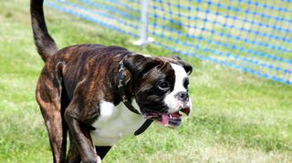 Von Herrchen und Frauchen angefeuert zeigt auch Boxer „Otello“, dass er die Rennstrecke ruckzuck hinter sich bringt.